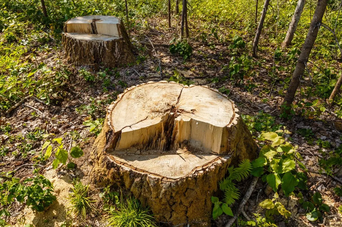 Abattage d’arbre Chicoutimi